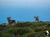 Mufloni di Marettimo