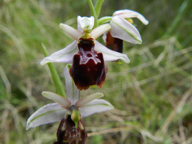 Orchidee spontanee sul Monte di San Giuliano