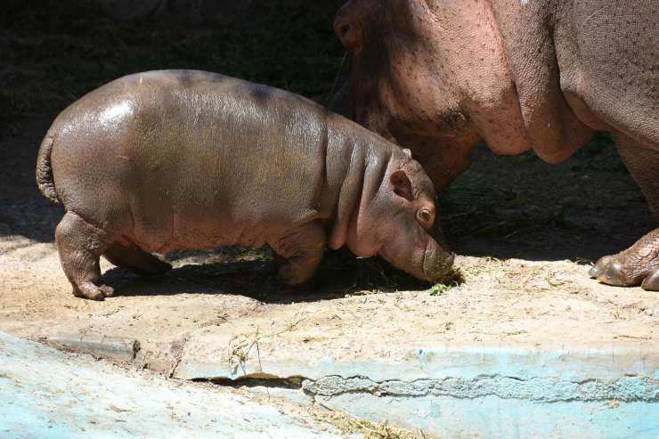 Ippopotamo cucciolo e mamma Zoom Torino