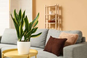 Sansevieria in casa