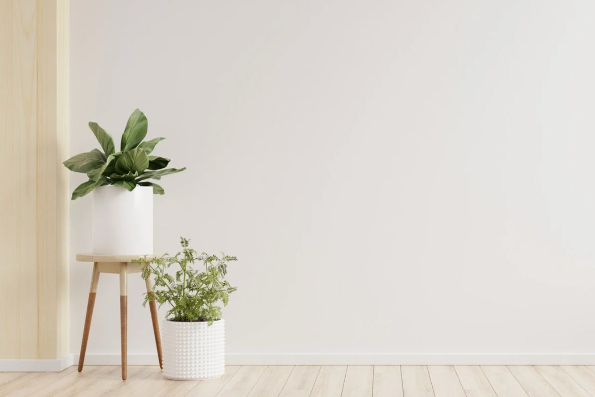 Parquet bianco con vasi e piante