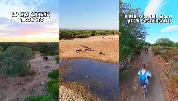 Paesaggio di savana con cavalli